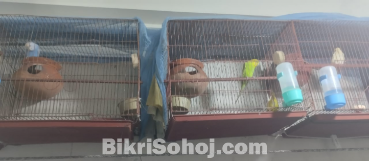 Budgerigar Pakhi with Khacha (বাজিগর পাখি খাঁচা সহ )